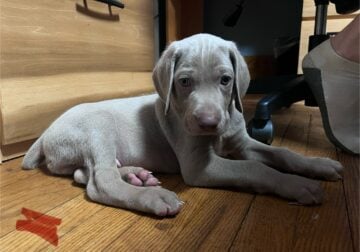 Maurer Weims