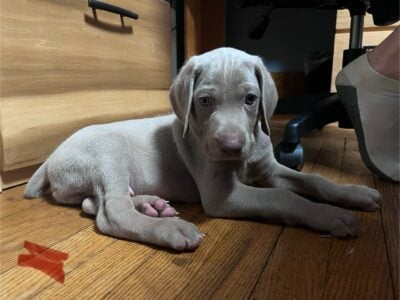 Maurer Weims