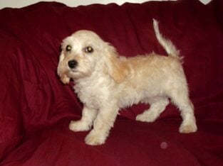 Henry- MaltiPoo, super sweet, non-shedding