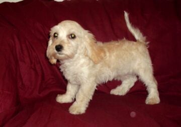 Henry- MaltiPoo, super sweet, non-shedding