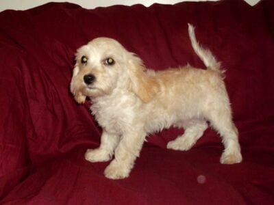 Henry- MaltiPoo, super sweet, non-shedding