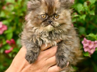 REDUCED! Pretty Persian Tortie – Kitten 2