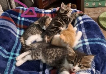 Kittens
