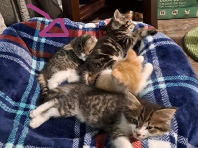 Kittens