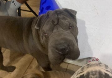 Male Mini Chinese Shar-pei