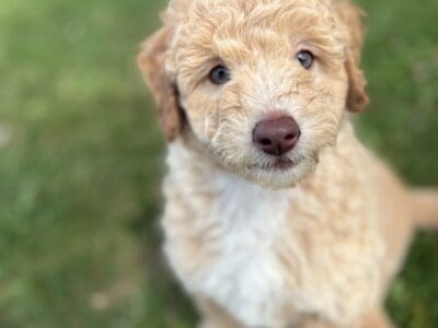 Scout – male mini newfypoo – ready June 12!