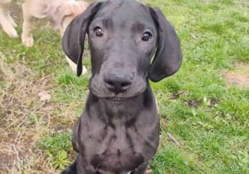 Great Dane Puppies