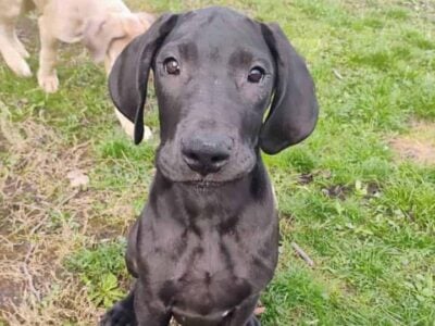 Great Dane Puppies
