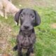 Great Dane Puppies