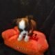 LONG COAT CHIHUAHUA PUPPIES- ADORABLE