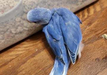 Indian Ringneck Male Clear-tail