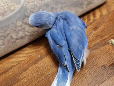 Indian Ringneck Male Clear-tail