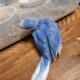 Indian Ringneck Male Clear-tail