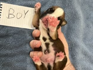 Akc boxer puppies