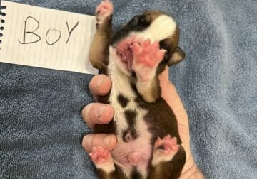 Akc boxer puppies