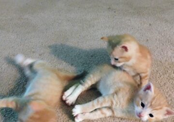 3 orange kittens free