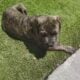 Cane Corso Puppy
