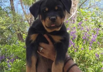 AKC Rottweiler Puppies- 12 weeks