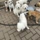 Retriever Mastiff/ Great Pyrenees puppies