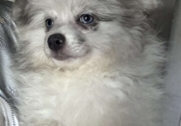 AKC Blue Merle Pom DNA Tested Health Guarantee