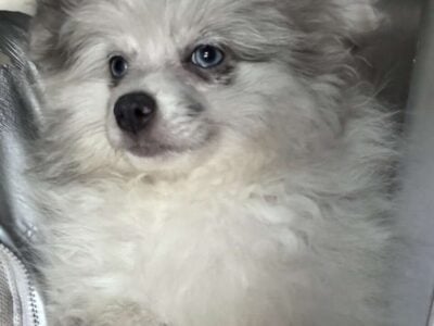 AKC Blue Merle Pom DNA Tested Health Guarantee