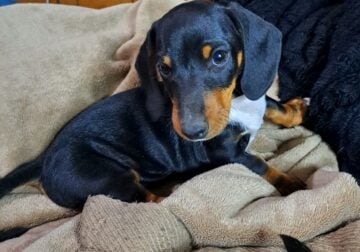 Short-haired Mini Dachshund Puppy
