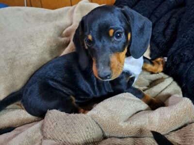 Short-haired Mini Dachshund Puppy