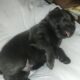 Charcoal lab Male and 2 black female puppies