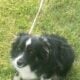 Merle Toy Aussie