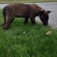 Belgian Malanois puppies