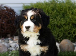 ACA Bernese Mountain dog male pup Indiana (Bernie)