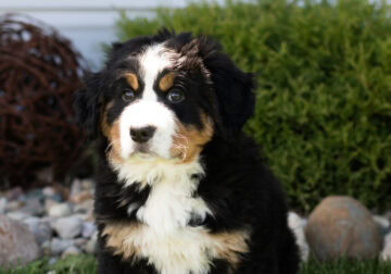 ACA Bernese Mountain dog male pup Indiana (Bernie)