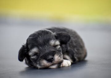 Miniature Schnauzer