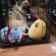 Frug dog 4 sale