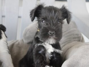 CKC Registered Miniature Schnauzers