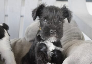 CKC Registered Miniature Schnauzers