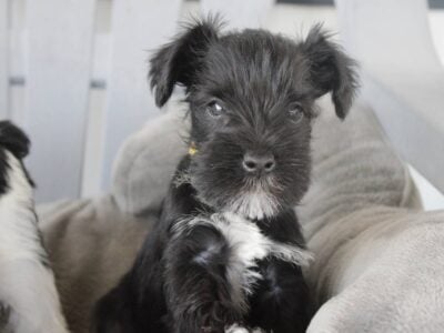 CKC Registered Miniature Schnauzers