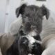 CKC Registered Miniature Schnauzers