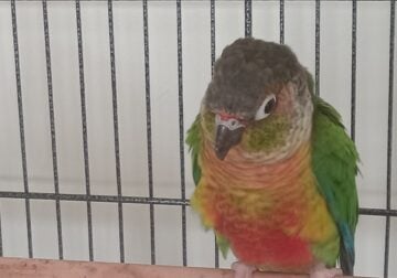 Bonded conure parrots