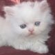 Beautiful Pure Persians Lockport,NY