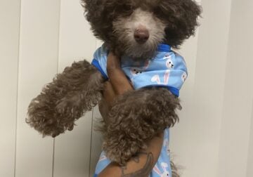 Toy Poodle