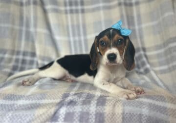 Shiloh