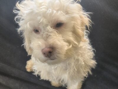 Pups for sale