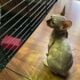 Sphynx kittens