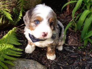Mini Bernedoodle puppy Mason