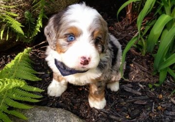Mini Bernedoodle puppy Mason