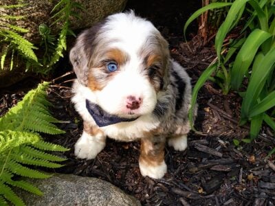 Mini Bernedoodle puppy Mason