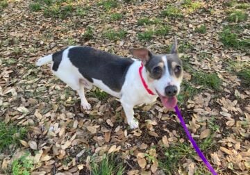Teddy Roosevelt Terrier 5 yr old