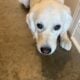 One year old Golden Retriever Pup
