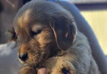 Pure bred golden retriever puppies